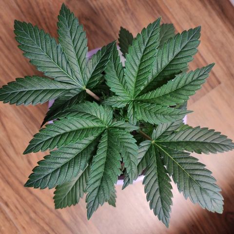 OG Kush growlog timeline photo