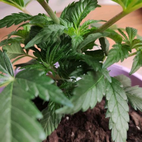 OG Kush growlog timeline photo