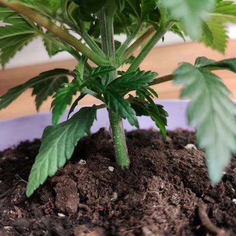 OG Kush growlog timeline photo