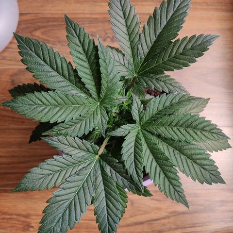 OG Kush growlog timeline photo
