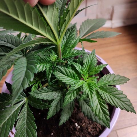 OG Kush growlog timeline photo