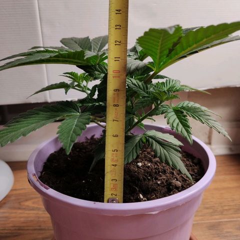 OG Kush growlog timeline photo
