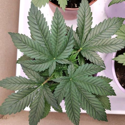 OG Kush growlog timeline photo