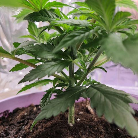 OG Kush growlog timeline photo