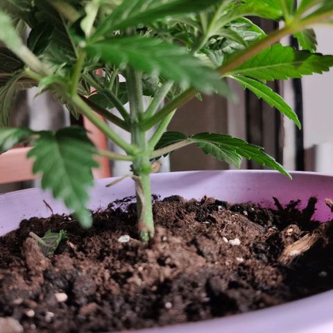 OG Kush growlog photo: Primera poda de bajos