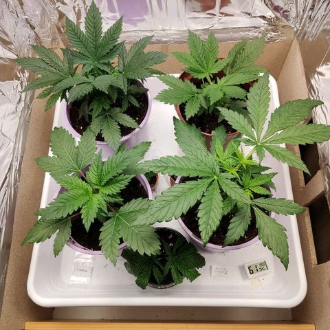 OG Kush growlog timeline photo
