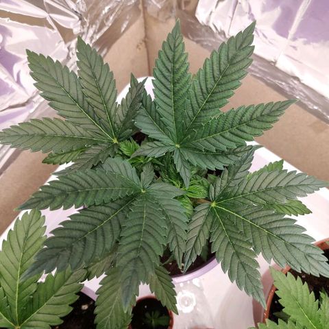 OG Kush growlog timeline photo