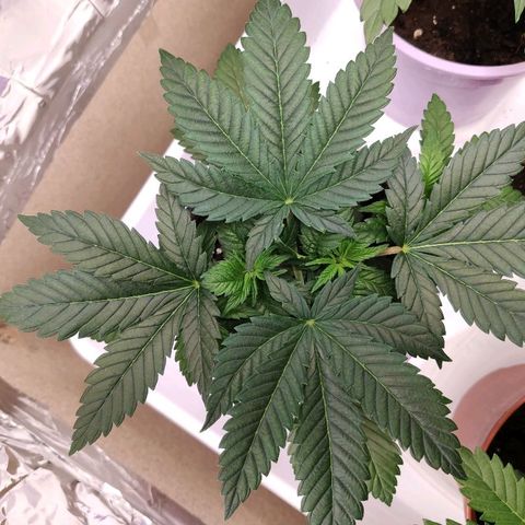 OG Kush growlog timeline photo