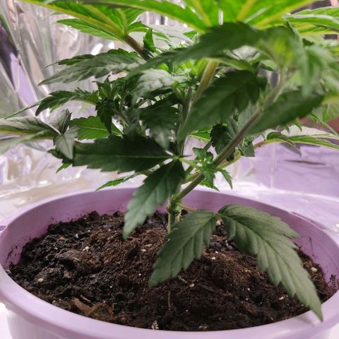 OG Kush growlog timeline photo