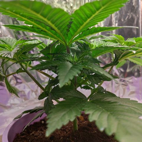 OG Kush growlog timeline photo