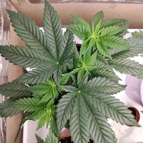 OG Kush growlog timeline photo