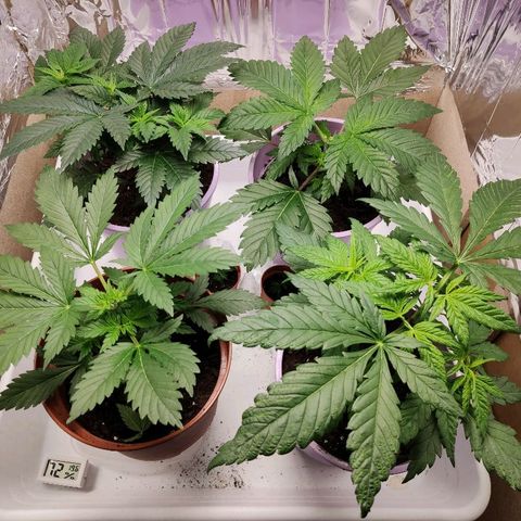 OG Kush growlog timeline photo