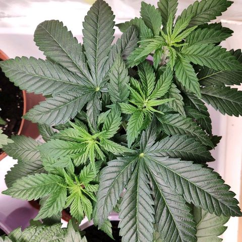 OG Kush growlog timeline photo