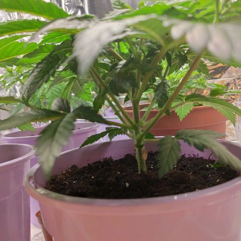 OG Kush growlog timeline photo