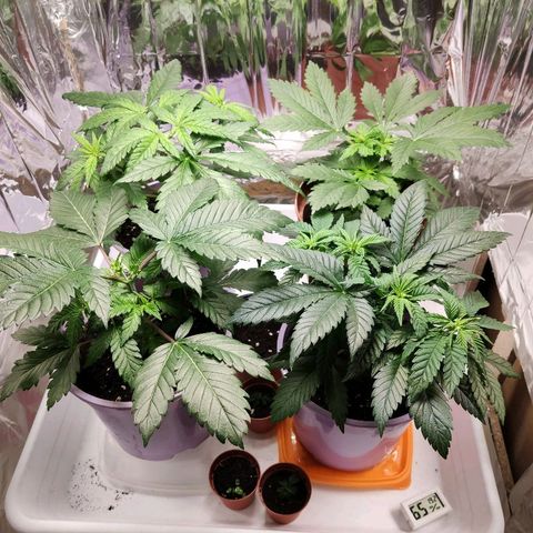 OG Kush growlog timeline photo
