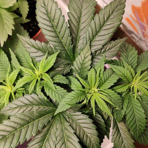 OG Kush growlog timeline photo