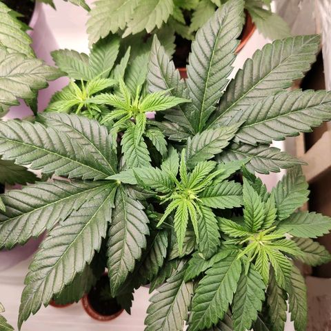 OG Kush growlog timeline photo