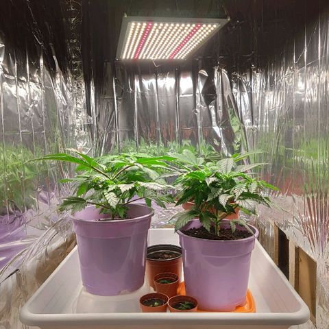 OG Kush growlog timeline photo