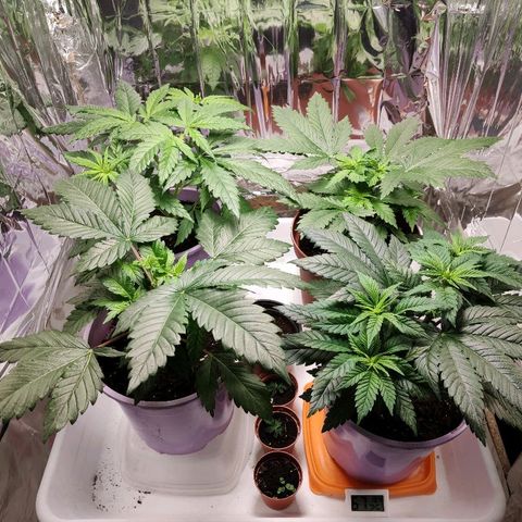 OG Kush growlog timeline photo