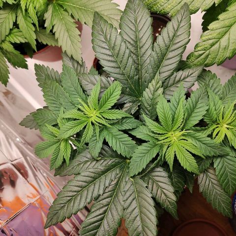 OG Kush growlog timeline photo