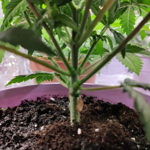OG Kush growlog timeline photo