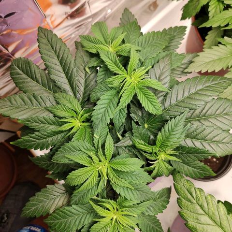 OG Kush growlog timeline photo