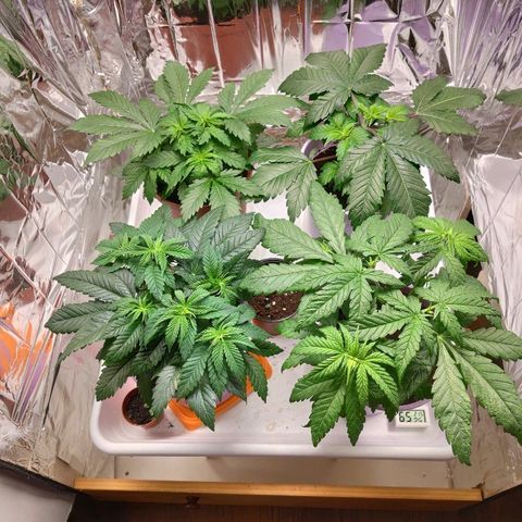OG Kush growlog timeline photo