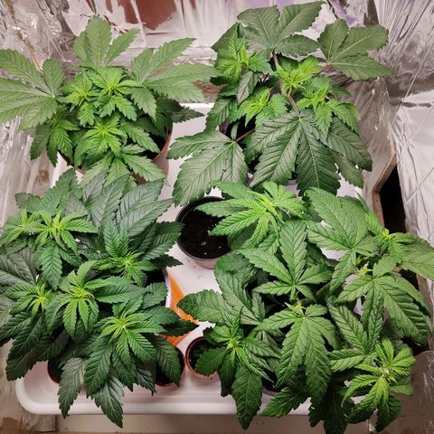 OG Kush growlog timeline photo