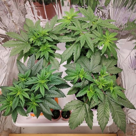 OG Kush growlog timeline photo