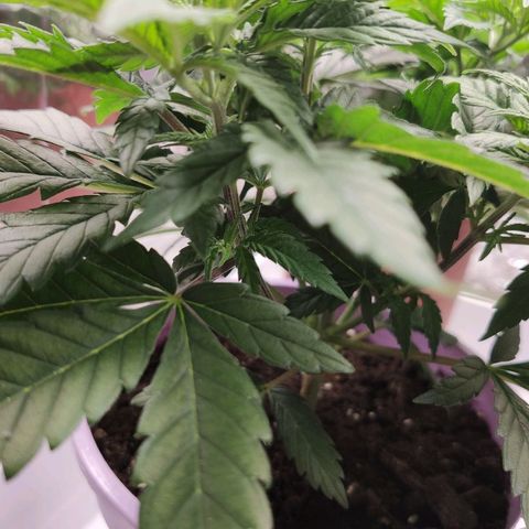 OG Kush growlog timeline photo
