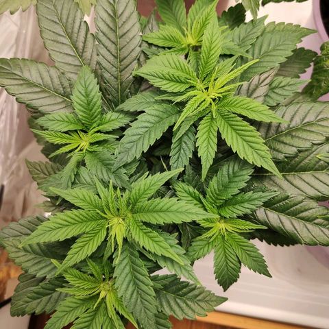 OG Kush growlog timeline photo