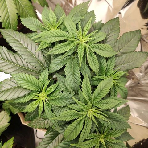 OG Kush growlog timeline photo
