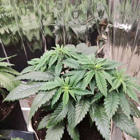OG Kush growlog timeline photo