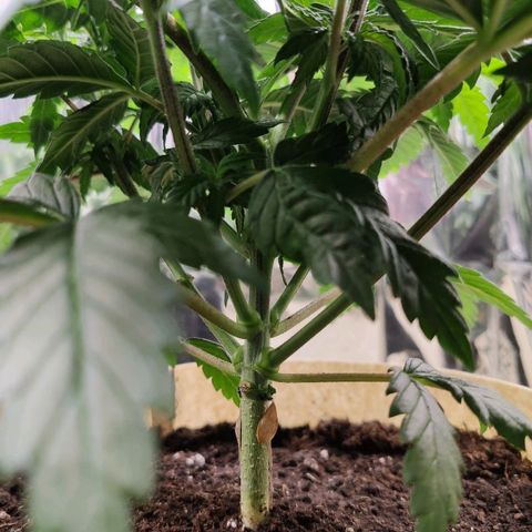 OG Kush growlog timeline photo