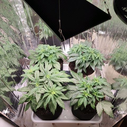 OG Kush growlog timeline photo