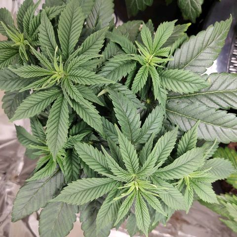 OG Kush growlog timeline photo