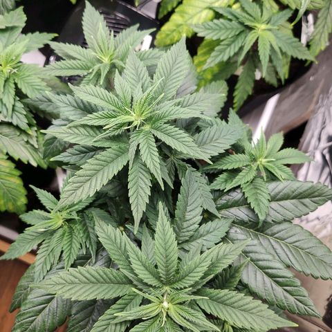 OG Kush growlog timeline photo