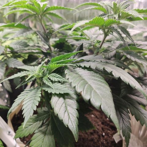 OG Kush growlog timeline photo