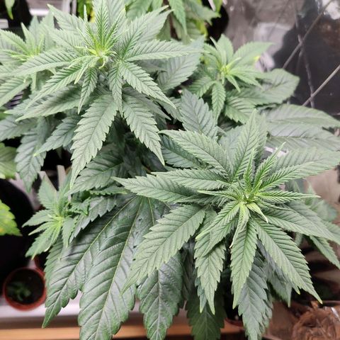 OG Kush growlog timeline photo