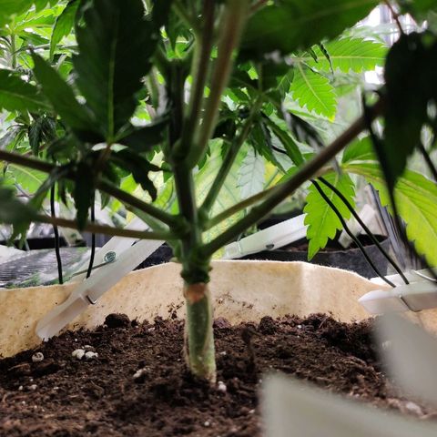 OG Kush growlog timeline photo