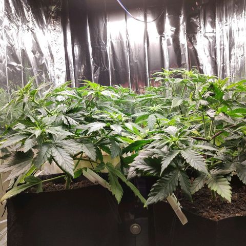 OG Kush growlog timeline photo