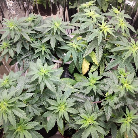 OG Kush growlog timeline photo