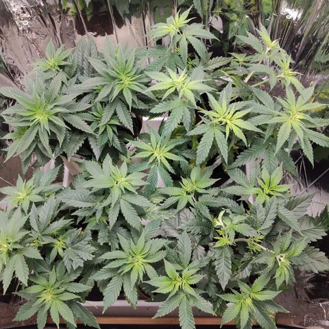 OG Kush growlog timeline photo