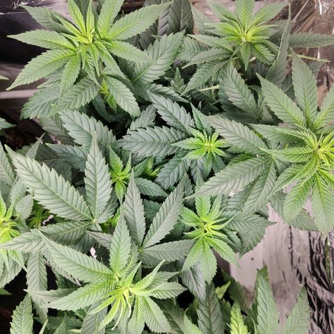 OG Kush growlog timeline photo