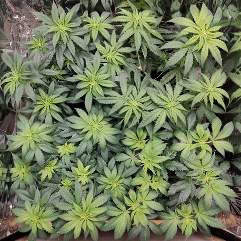 OG Kush growlog timeline photo
