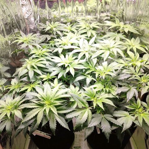 OG Kush growlog timeline photo