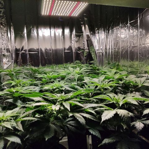OG Kush growlog timeline photo