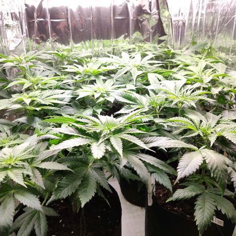 OG Kush growlog timeline photo