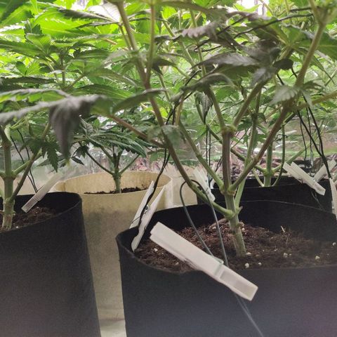 OG Kush growlog timeline photo