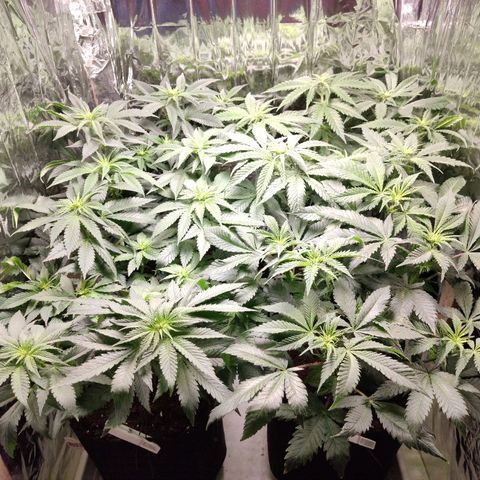 OG Kush growlog timeline photo